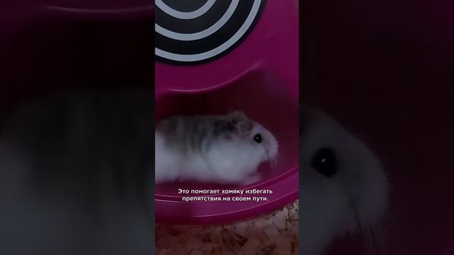 Каким видят мир хомяки? #интересныефакты #shorts смотреть онлайн