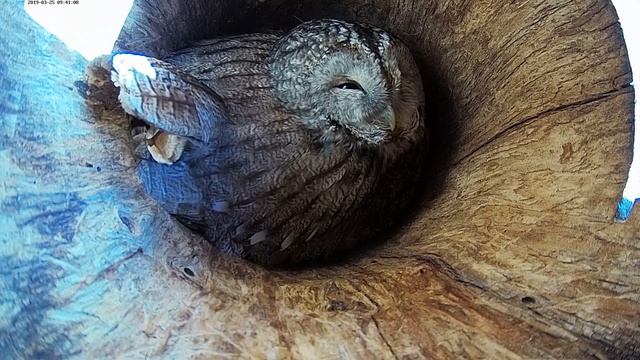 Estonian Tawny Owl Webcam 2019 смотреть онлайн
