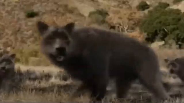 Canis dirus - Najstraszniejszy wilk w historii смотреть онлайн