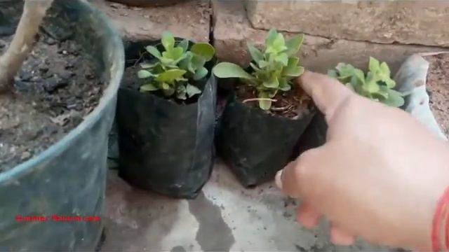 How to grow and care summer petunia for maximum flowering смотреть онлайн