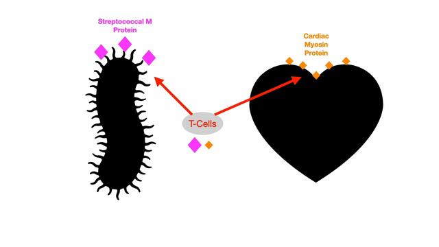 Streptococcus Pyogenes смотреть онлайн