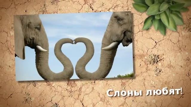 Copy Of Жизнь слонов