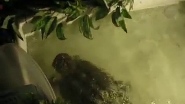 Dusit Zoo, пещера динозавров, черепахи смотреть онлайн