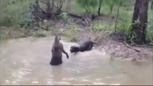 СУМАСШЕДШИЕ БИТВЫ ЖИВОТНЫХ СНЯТЫХ НА КАМЕРУ