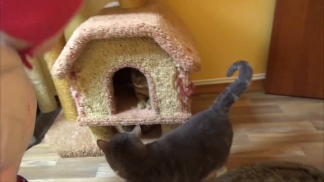 Влог Спасаем животных! Едем в приют кошечек и собачек смотреть онлайн