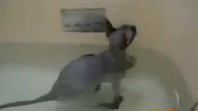 Водоплавающий кот смотреть онлайн