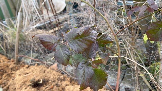 I PLANTED A FOOD FOREST ON MY ALLOTMENT смотреть онлайн