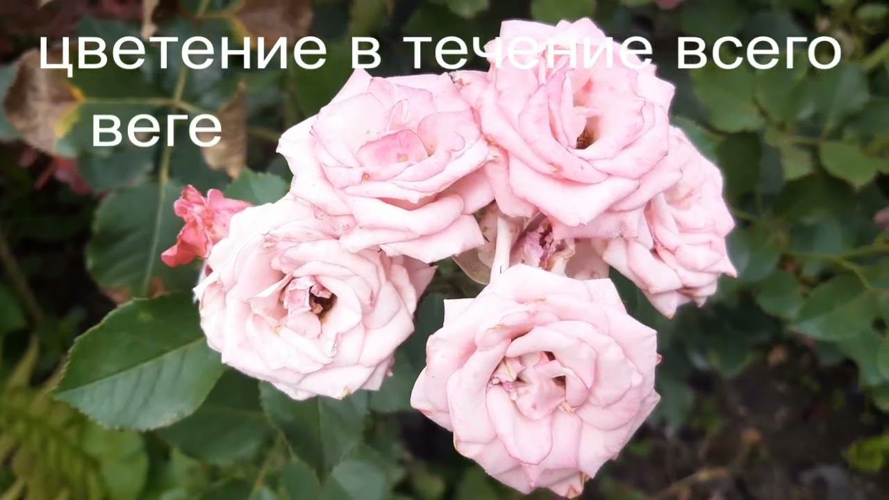 Роза Лидия смотреть онлайн