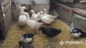 Зачем переводить Уток Бегунков в тёплый загон Зимой/ Перемены на Хозяйстве