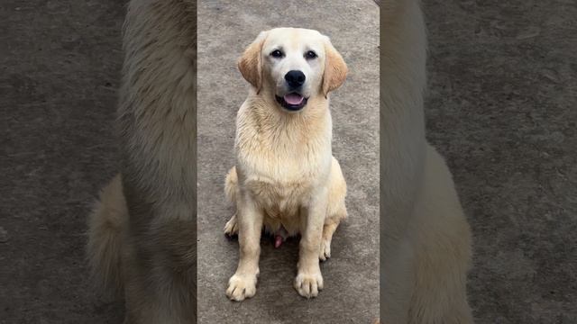 Мальчик #лабрадор #щенкилабрадора свободен!