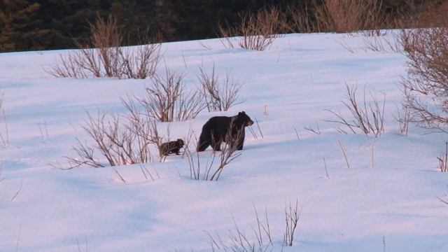 Animals in Winter: Animal Adaptations Song смотреть онлайн