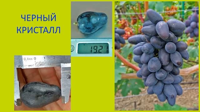 @Какой виноград посадить в 2020, Эверест, Черный кристалл или Дубовский розовый смотреть онлайн