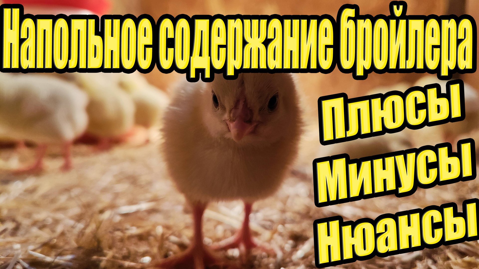 Напольное содержание бройлера. Плюсы, минусы, нюансы. смотреть онлайн