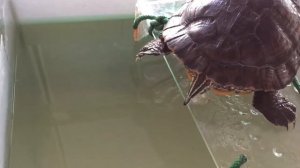 Красноухая черепаха откладывает яйца