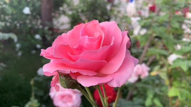 ? CARPE DIEM! ?  Короткое видео со смыслом