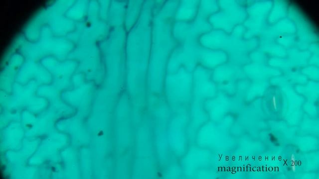 Под микроскопом Лист герани | Under the microscope Geranium leaf смотреть онлайн