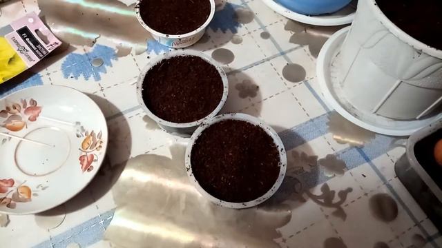 Посадка эустомы, имбиря, лук на перо.