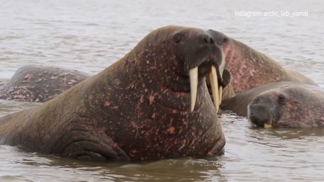 Моржи на Ямале смотреть онлайн
