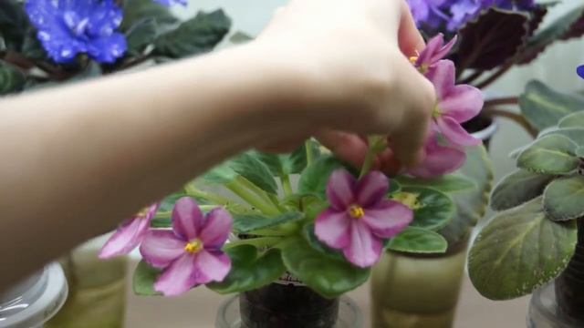 ОБЗОР:цветущие ФИАЛКИ (февраль) смотреть онлайн