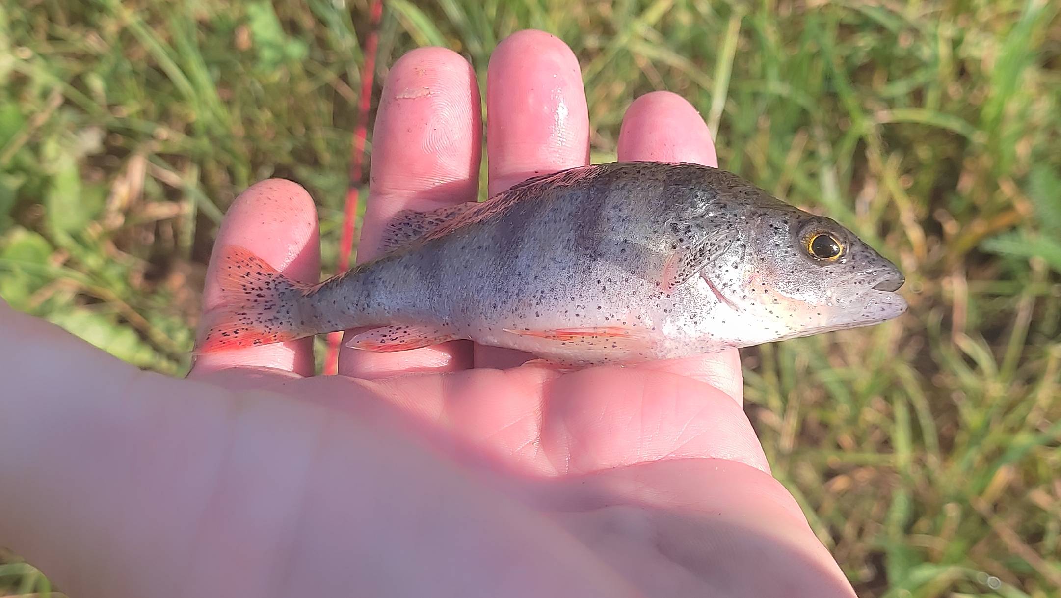 На канале в Тушино 14.07.2024 смотреть онлайн