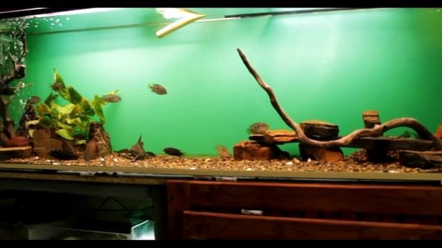 Обзор аквариума 200 литров (участник конкурса) смотреть онлайн