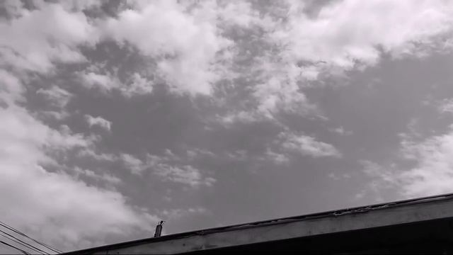 Сокол Сапсан и Ястреб Тетеревятник атакует голубей (эпизоды) Pelegrin Falcon And Goshawk (ipizody)