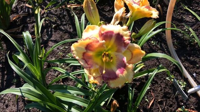 Лилейник FACEMAKER смотреть онлайн