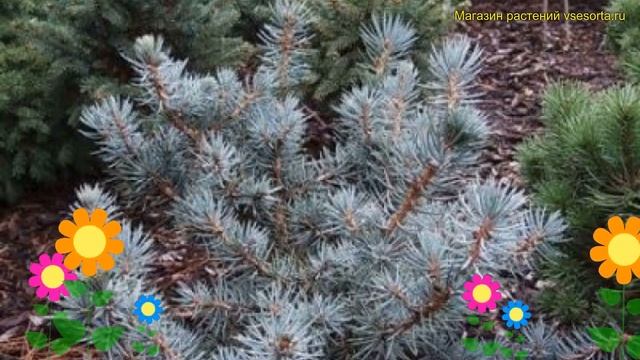 Ель колючая на штамбе мекки. Краткий обзор, описание характеристик, где купить крупномеры picea смотреть онлайн