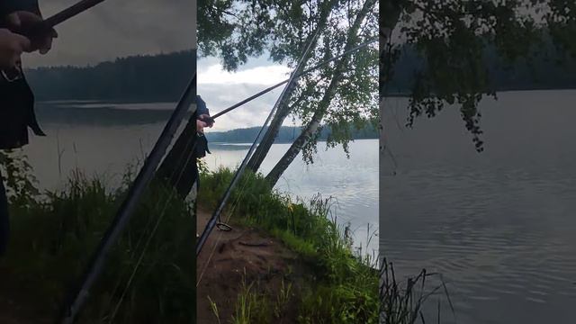 Карп на удочку