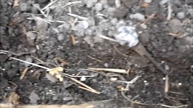 Сажаем редис  в апреле!Сорт редиса