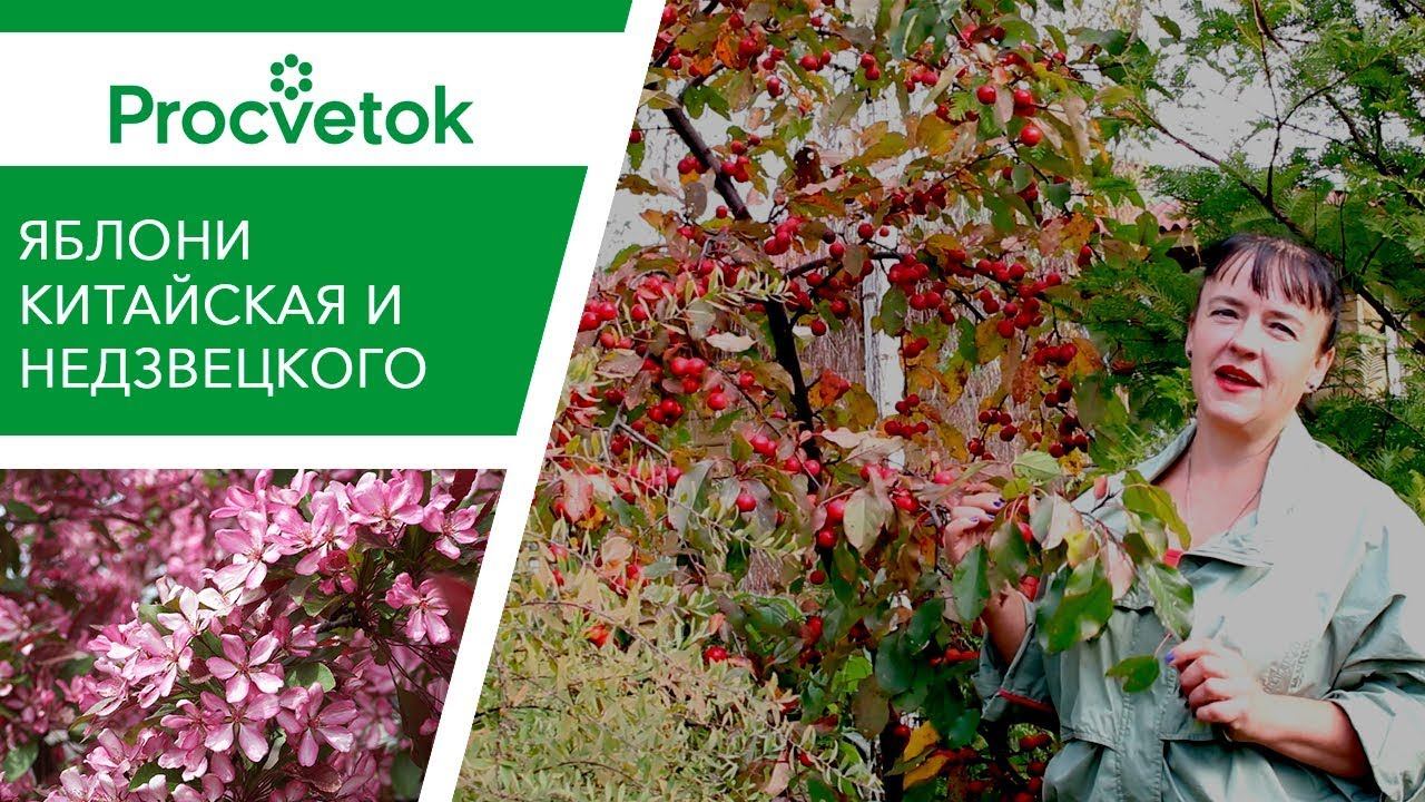 ЯБЛОНЯ КИТАЙКА. Изумительные яблочки со вкусом персика! смотреть онлайн