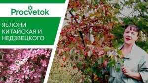 ЯБЛОНЯ КИТАЙКА. Изумительные яблочки со вкусом персика!