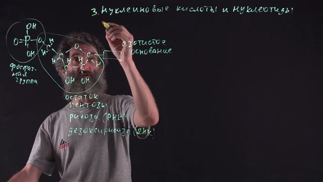 Цитология. Лекция 24. Нуклеиновые кислоты смотреть онлайн