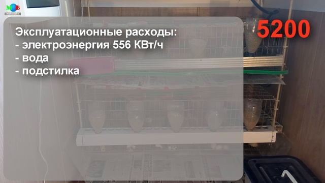 Выгода содержания перепелов в домашних условиях. Часть 2. Экономика. Мальковский Вадим смотреть онлайн
