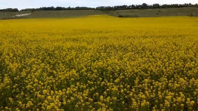 Как выглядит цветущая горчица смотреть онлайн
