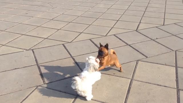 Гриффон и Шицу смотреть онлайн