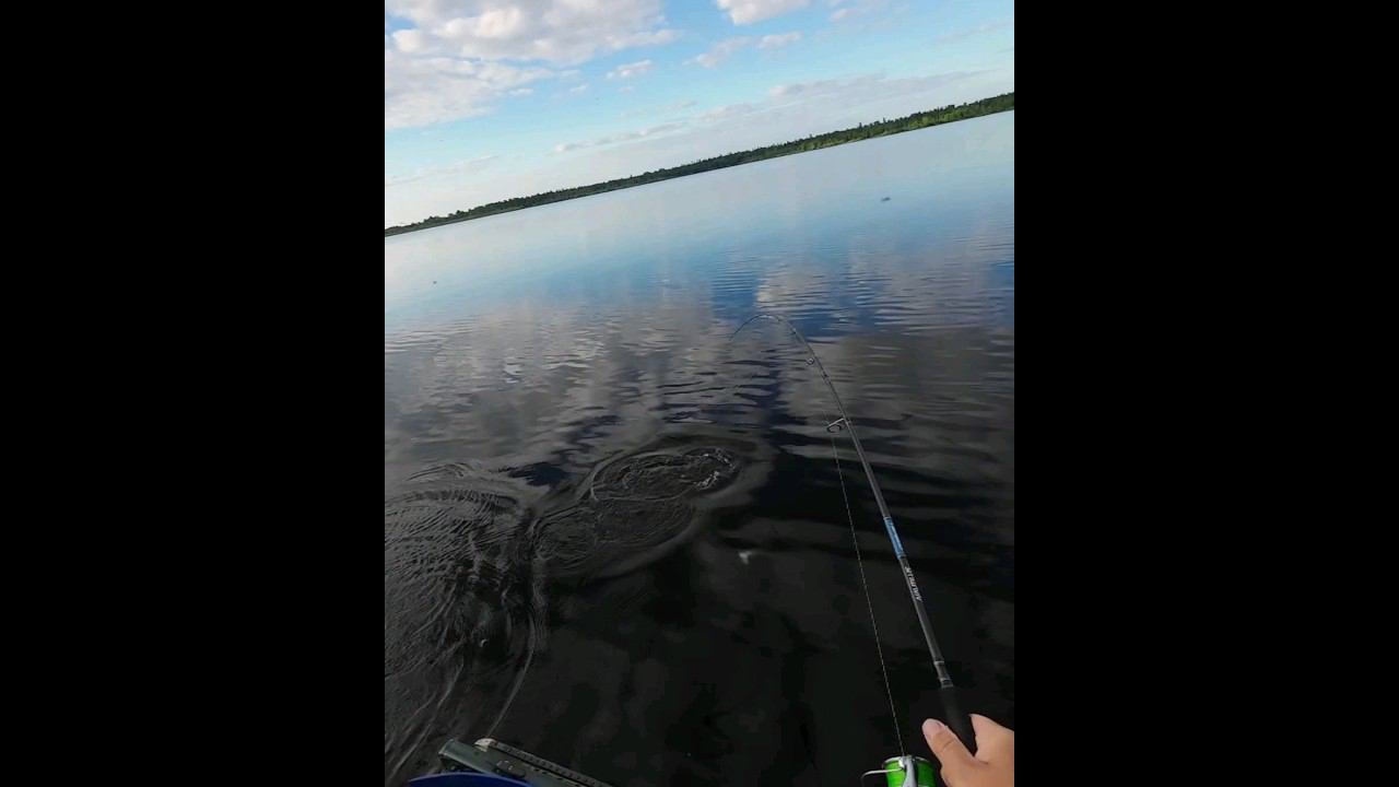 Нереальный утренний клёв щуки #рыбалка #fishing #щука #спининг смотреть онлайн
