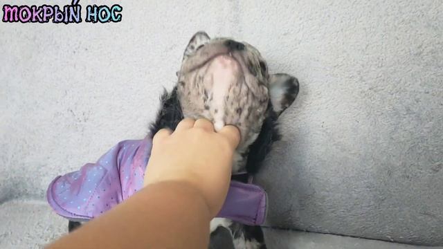 Что будет дальше? Французский бульдог Мирайя. Мокрый нос смотреть онлайн