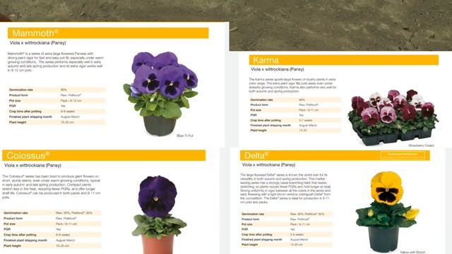 Лучшие семена Виолы 2021-2022. ОДНА ФИРМА - ЧЕТЫРЕ СУПЕР СЕРИИ. Мой выбор серии и расцветок. смотреть онлайн