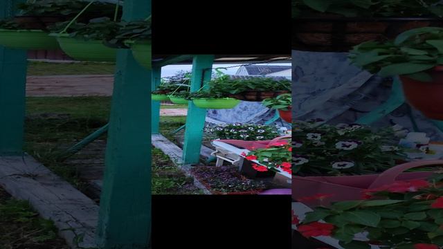 петуньи на лысо)))