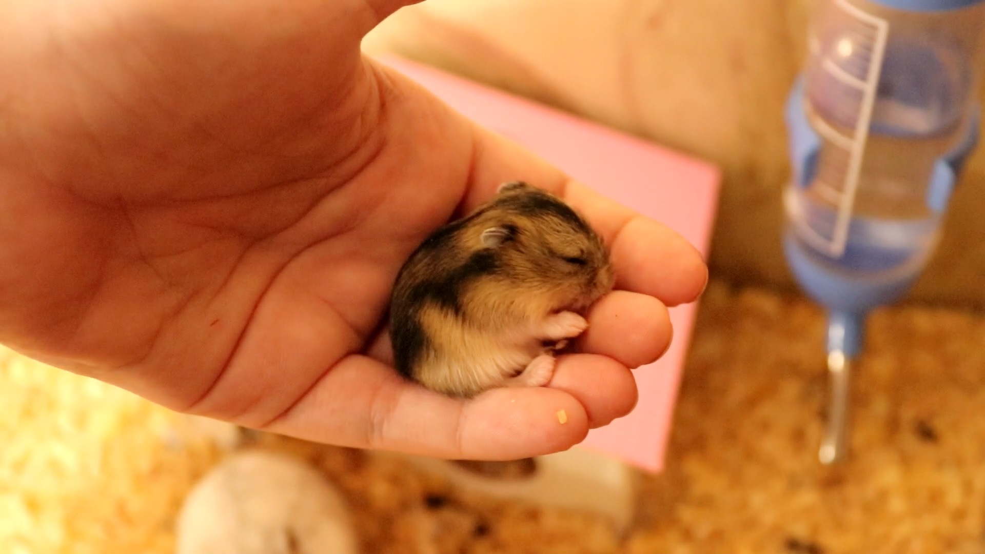 ПЕРВЙ РАЗ БЕРУ МАЛЕНЬКОГО ХОМЯЧКА НА РУКИ! ХОМЯЧКАМ 13 ДНЕЙ ОТ РОДУ! смотреть онлайн