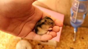 ПЕРВЙ РАЗ БЕРУ МАЛЕНЬКОГО ХОМЯЧКА НА РУКИ! ХОМЯЧКАМ 13 ДНЕЙ ОТ РОДУ!