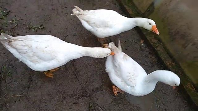 Губернаторские гуси,как они выглядят в 5 месяцев смотреть онлайн