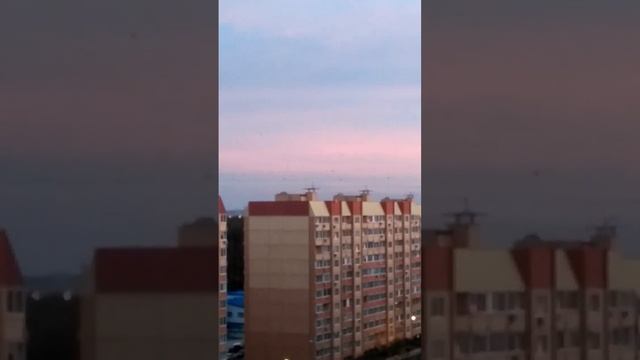 живой полет птиц 31/10/23 смотреть онлайн