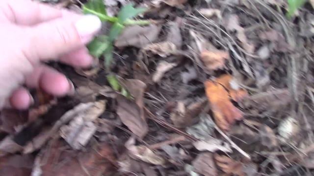 Как я укрываю крупнолистную гортензию. смотреть онлайн