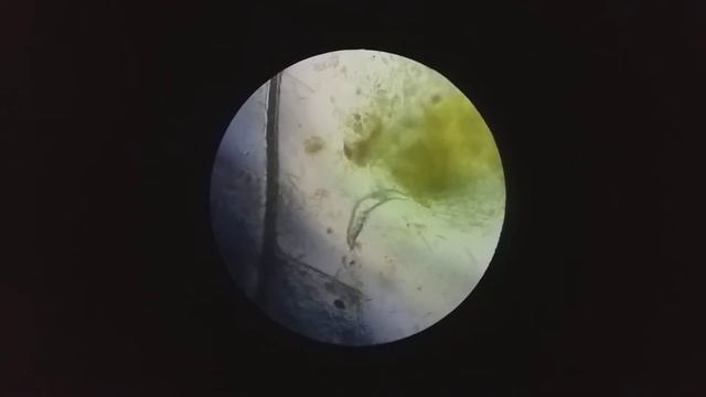 Demodex canis - возбудитель демодекоза смотреть онлайн