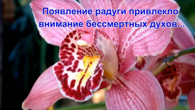Легенды о цветах Орхидея смотреть онлайн