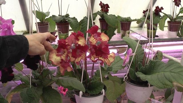 DS-Ката Тьюта стрептокарпус смотреть онлайн