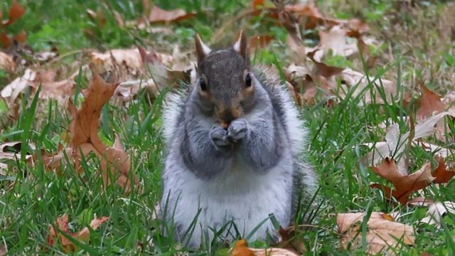 Canon R6 Mark ii Definitive Review | Photography & Video Review | Is it worth it? смотреть онлайн