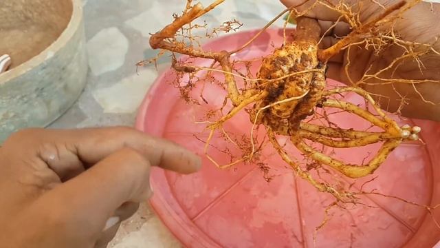 How To Make Bonsai : Hibiscus Bonsai